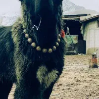 واگزاری سگ ماده