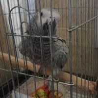 کاسکو کلام دار