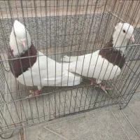 طوق گلی
