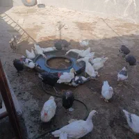 اردک مسکویی