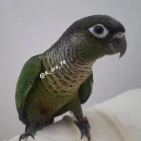 گرینچیک