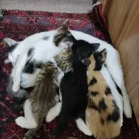 گربه|گربه|زنجان, |دیوار