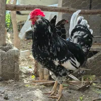 خروس|حیوانات مزرعه|بندر دیر, |دیوار