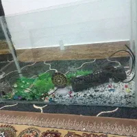 اکواریوم سالم با همه وسیله هاش