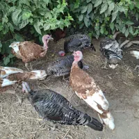 بوقلمون جوان
