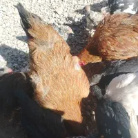اسباب بازی جوجه و انواع مرغ