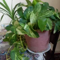 انواع گل