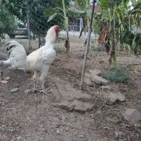 خروس|حیوانات مزرعه|بیله سوار, |دیوار