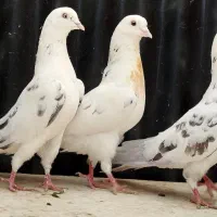 سه نر خال سبز