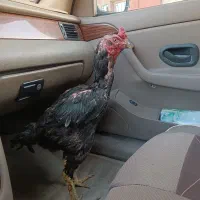خروس لاری