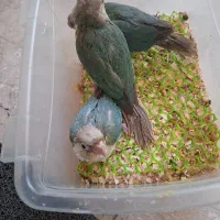 جوجه گرینچیک پاین اپل نرمخور