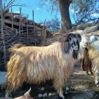 یک راس تکه دوساله