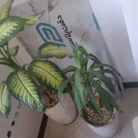 دوتا گل بزرگ