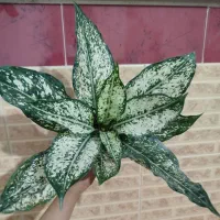 آگلونما برفی