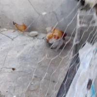 فروش جوجه طوسی وگلین درجه یک‌ وخروس طوسی