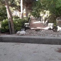 سگ پامرنین