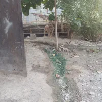 سگ سرابی 8ماهه