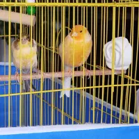 قناری نر ابلق یک‌ساله