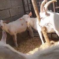 نر باز سانن بسیار خالص