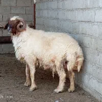سلام قوچ داشت
