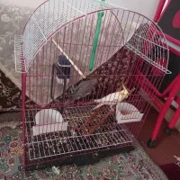عروس هلندی نر ماده