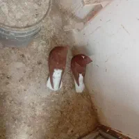 کفتر|پرنده|مشهد, کوشش|دیوار