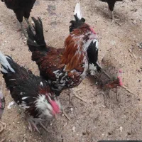 جوجه خروس گلین