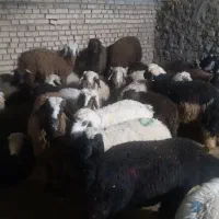 سرمایه گذاری
