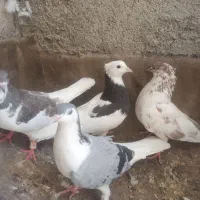 کفتر