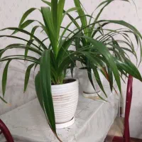 گل پاندانوس