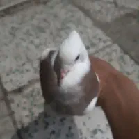 کبوتر