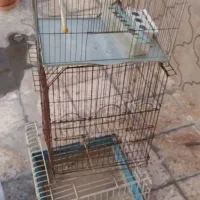 لونه پرنده