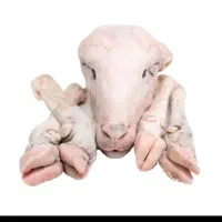 کله پاچه پاک میکنم