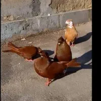 کبوتر تعداد30عدد سرخ وزرد کاکل پالخت همه هنر دار