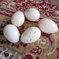 تعداد۲۰عدد  تخم بوقلمون نطفه دار موجوده