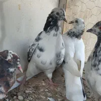 کبوتر