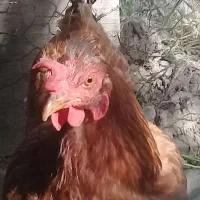 مرغ تخم گزار