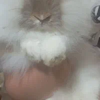 خرگوش|موش و خرگوش|رشت, باهنر|دیوار