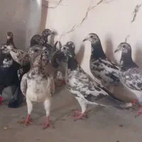۱۰ تا جوجه بزک پلاکی