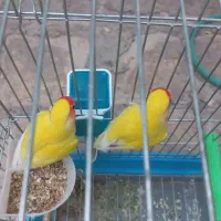 کتوله برزیلی اوپال