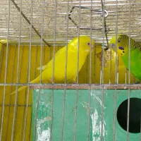فروش مرغ عشق
