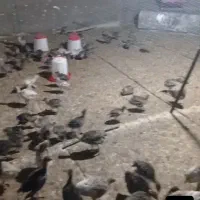 جوجه بوقلمون سالم