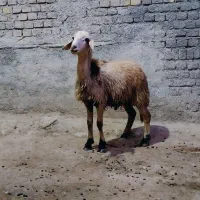 بره نر