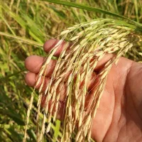 برنج دورود