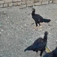 مرغ خروس لاری