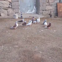کبوتر پرشی