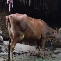 ب دلیل ناتوان بودن