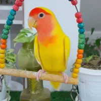 انواع رنگ طوطی برزیلی دستی .   بوشهر