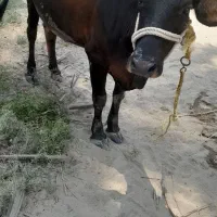 گاو و گوساله