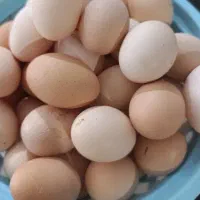 تخم مرغ محلی  در سلطانیه